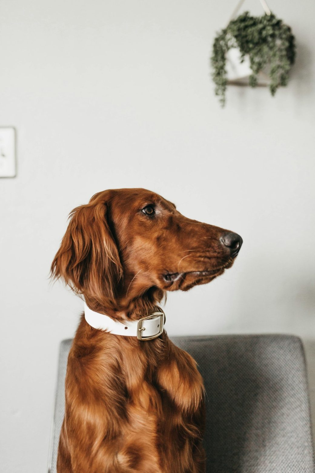 Dog wearing a collar
