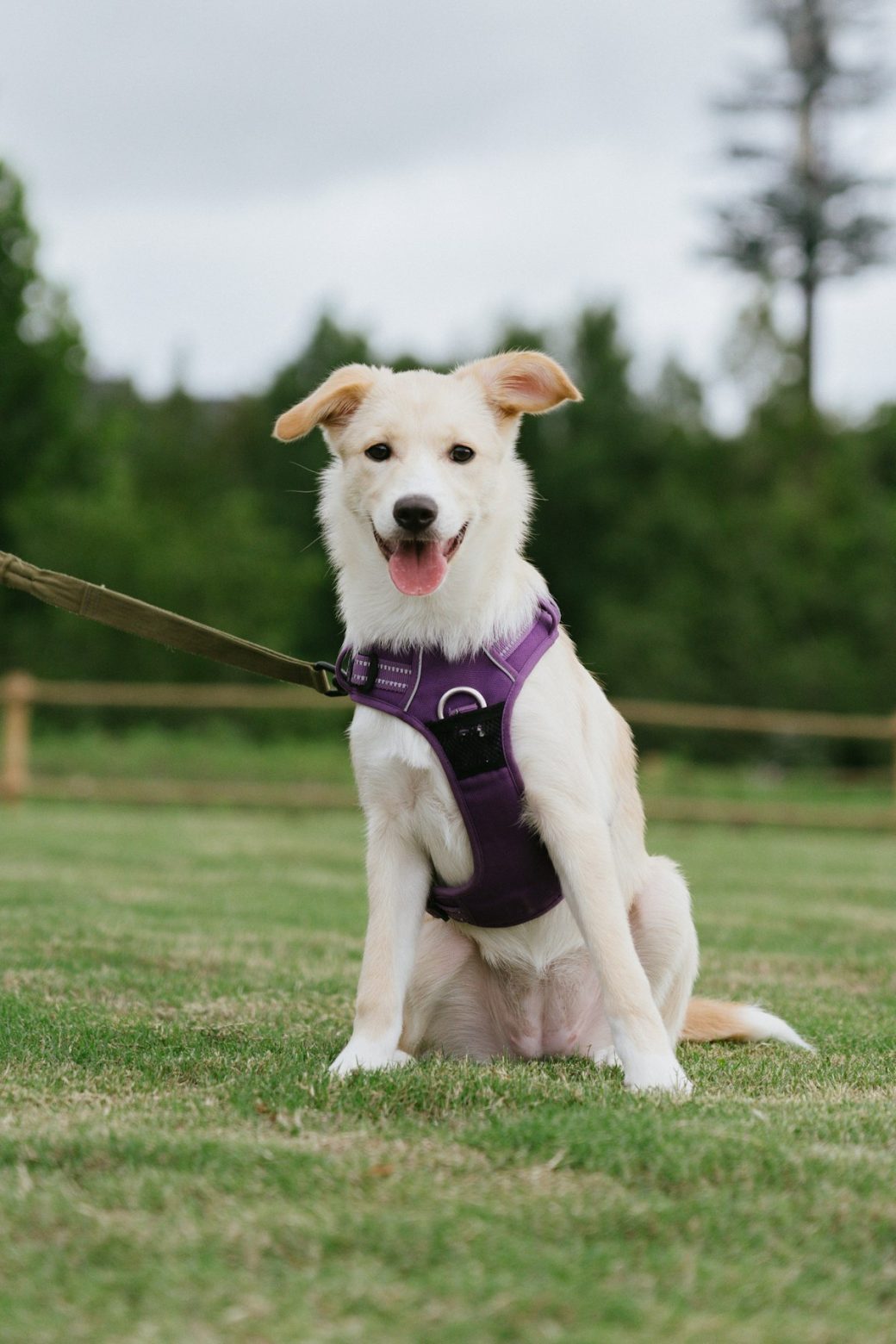 Dog wearing a harness outdoors