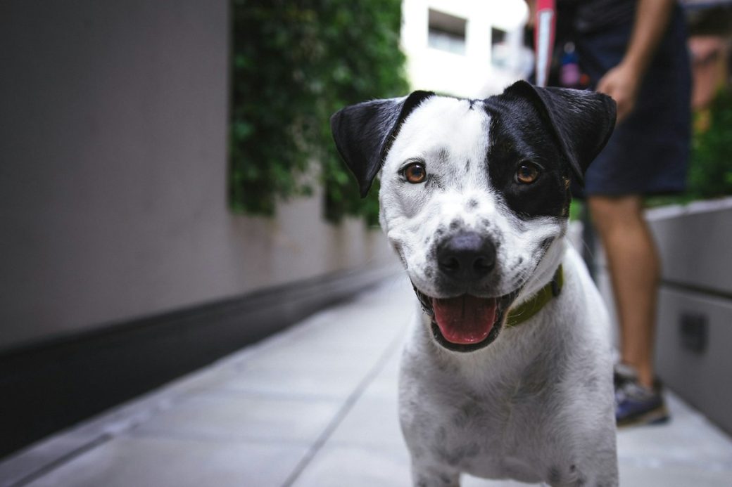 Dog on a leash during a walk